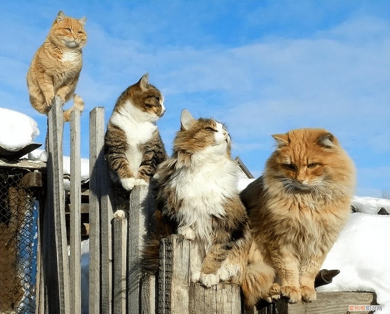 俄罗斯猫的品种有哪些 猫的品种有哪些