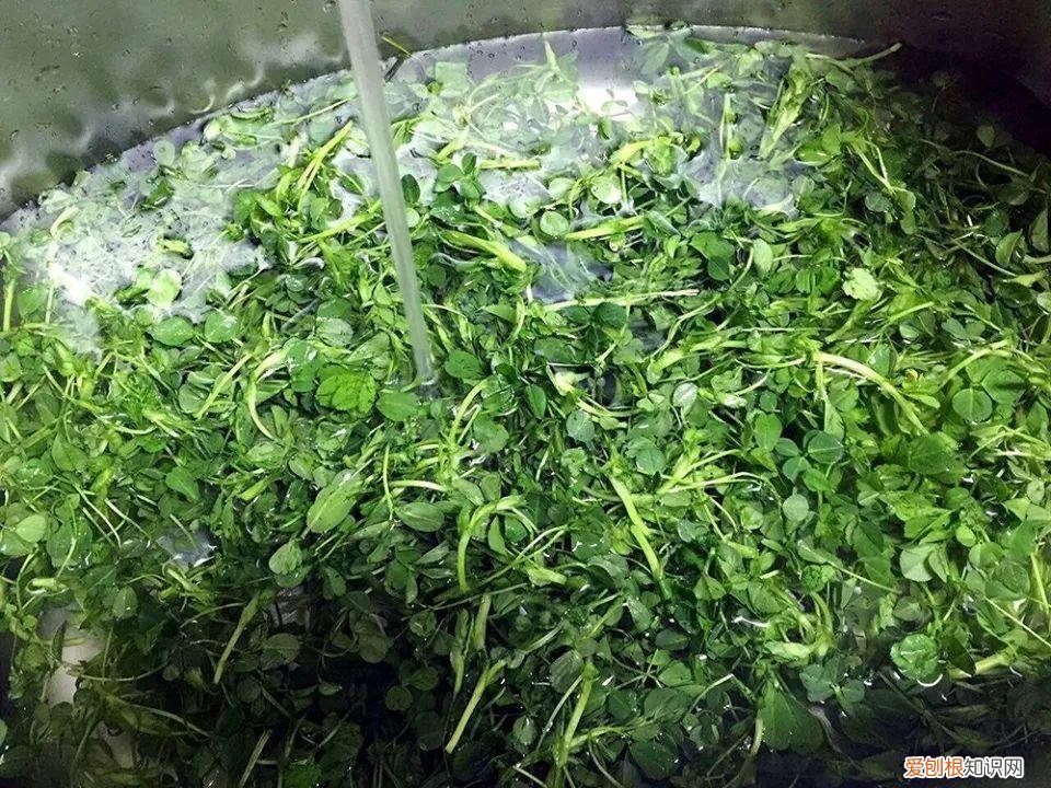 青团用什么草做的鄱阳 青团用什么草做的