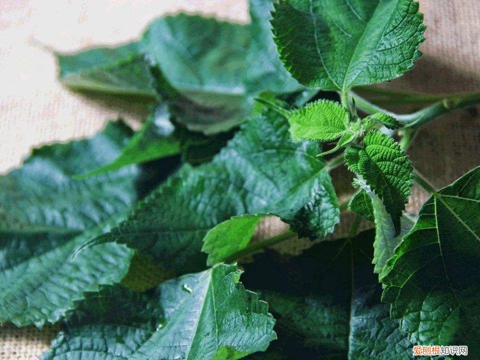 青团用什么草做的鄱阳 青团用什么草做的