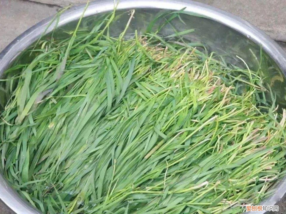 青团用什么草做的鄱阳 青团用什么草做的