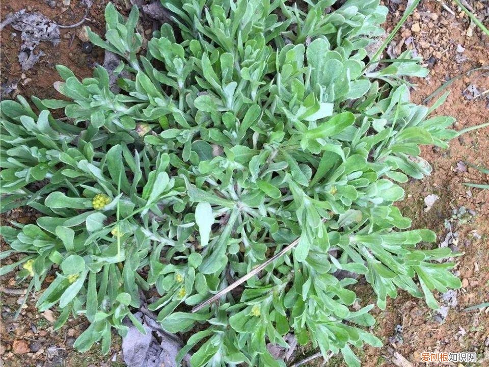 青团用什么草做的鄱阳 青团用什么草做的