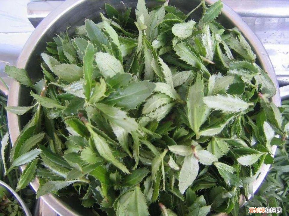 青团用什么草做的鄱阳 青团用什么草做的