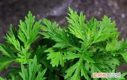 青团用什么草做的鄱阳 青团用什么草做的