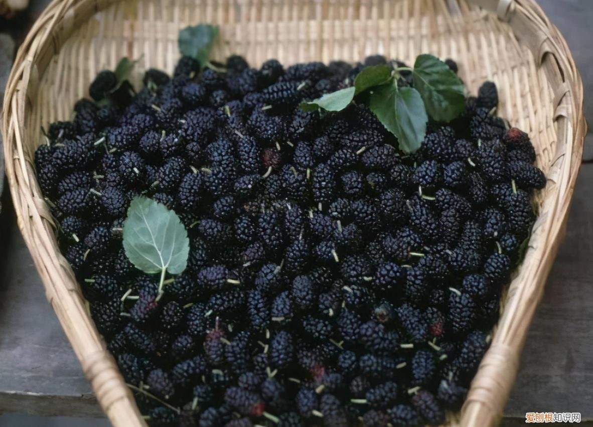 桑葚怎么洗才能干净手 桑葚怎么洗才能干净