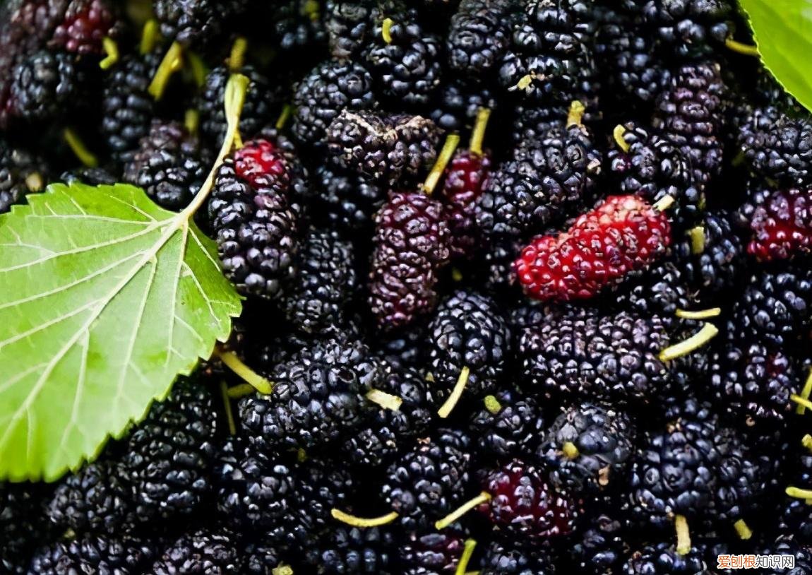 桑葚怎么洗才能干净手 桑葚怎么洗才能干净