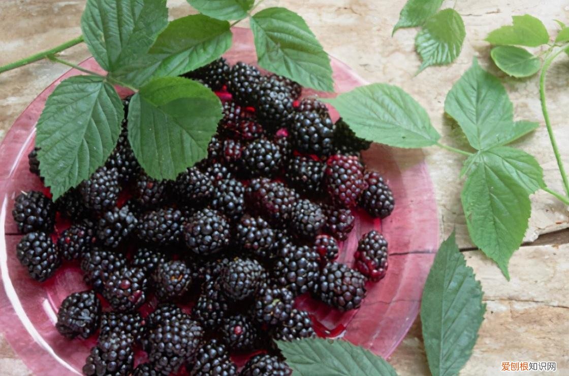 桑葚怎么洗才能干净手 桑葚怎么洗才能干净