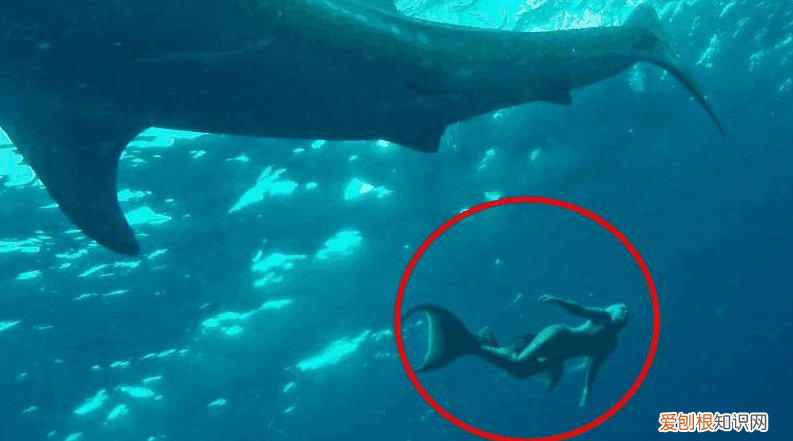 世界上真的有美人鱼吗?俄罗斯科学家曾表示亲眼目睹