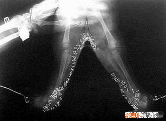 世界上真的有美人鱼吗?俄罗斯科学家曾表示亲眼目睹