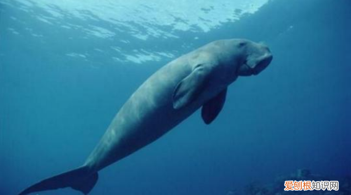 世界上真的有美人鱼吗?俄罗斯科学家曾表示亲眼目睹