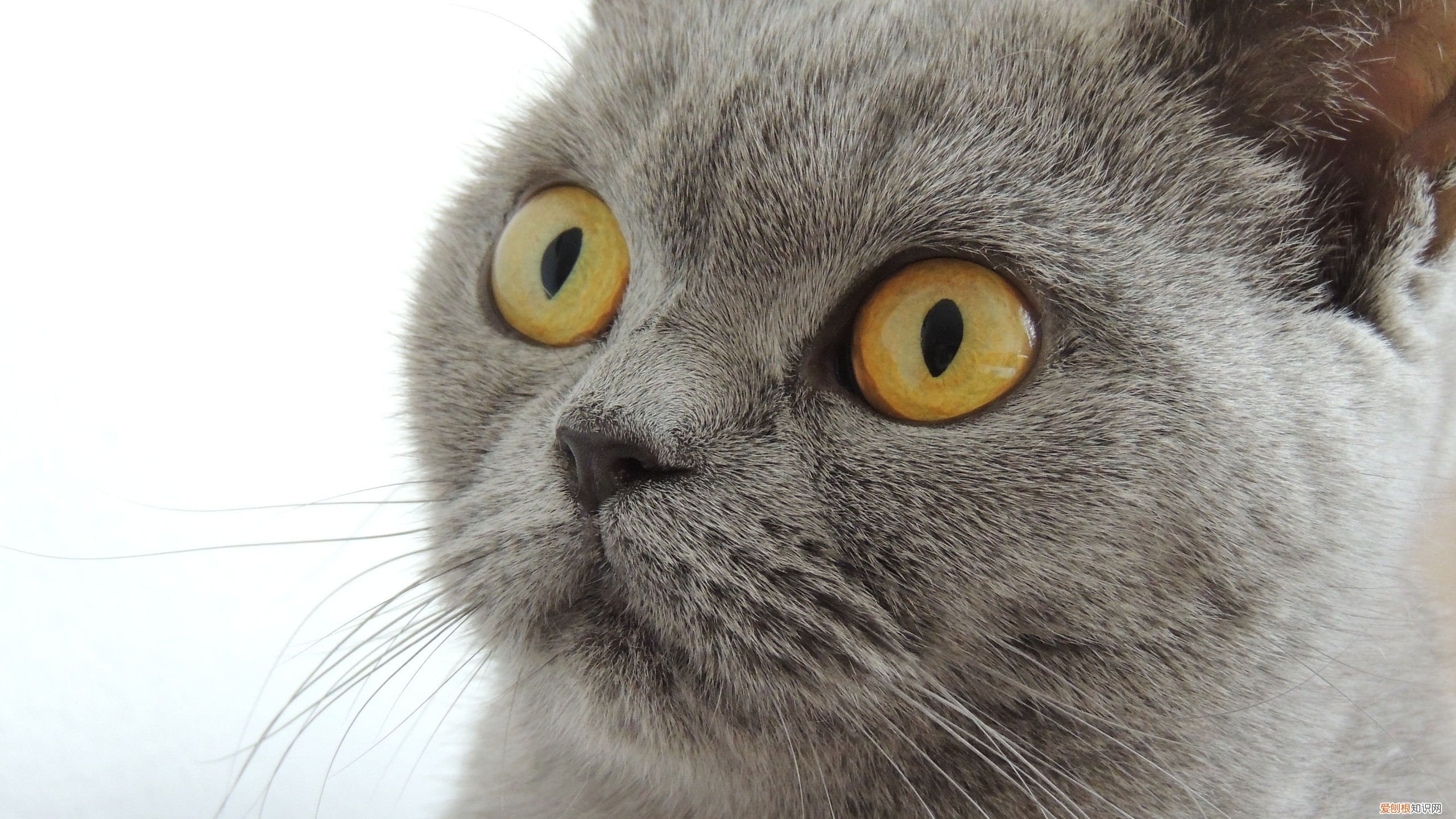 欠条的有效期是多少年？写对了，20年内都能起诉对方