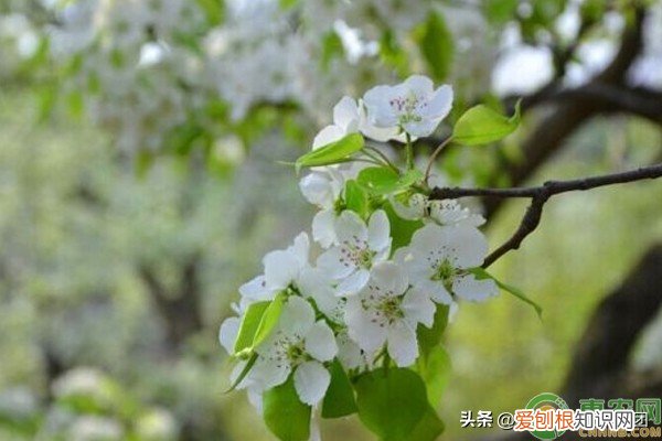 梨花是什么季节开的？春季的3-5月份左右