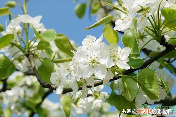 梨花是什么季节开的？春季的3-5月份左右