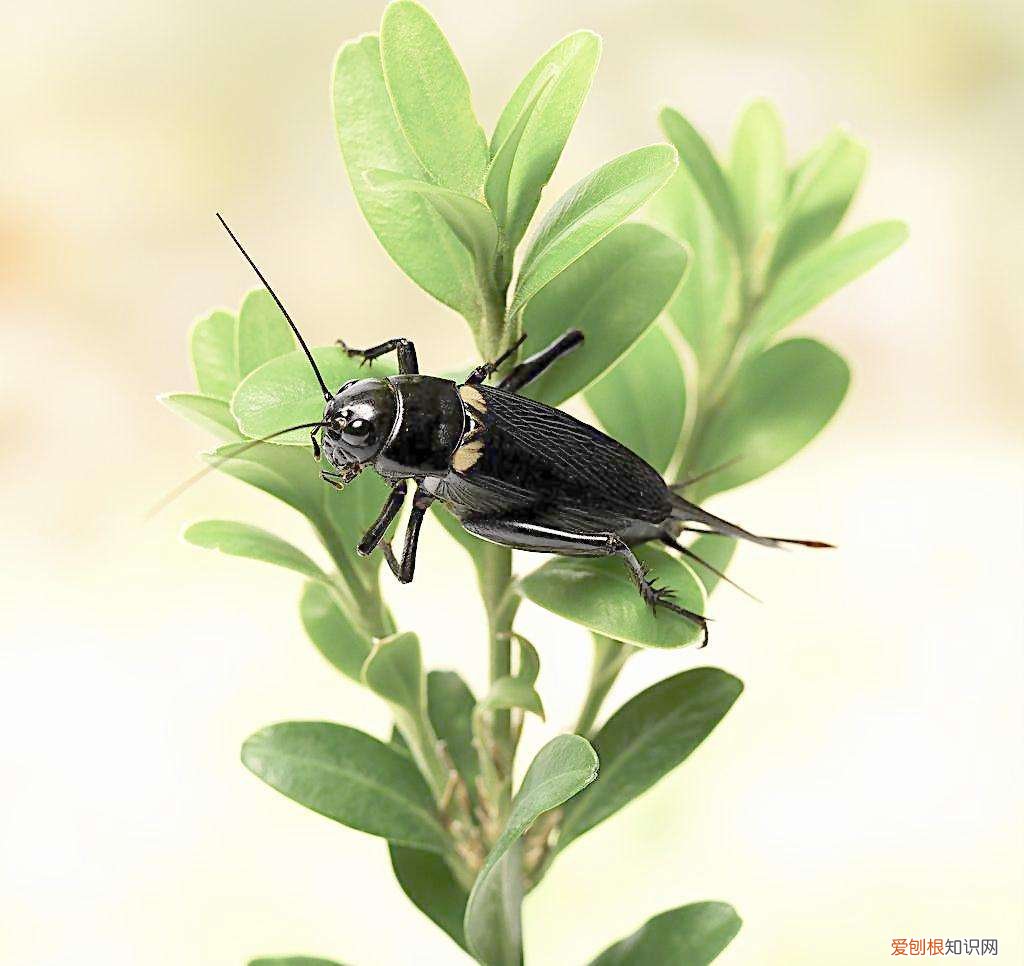 蟋蟀吃什么？一般都是以嫩芽嫩叶及根为食