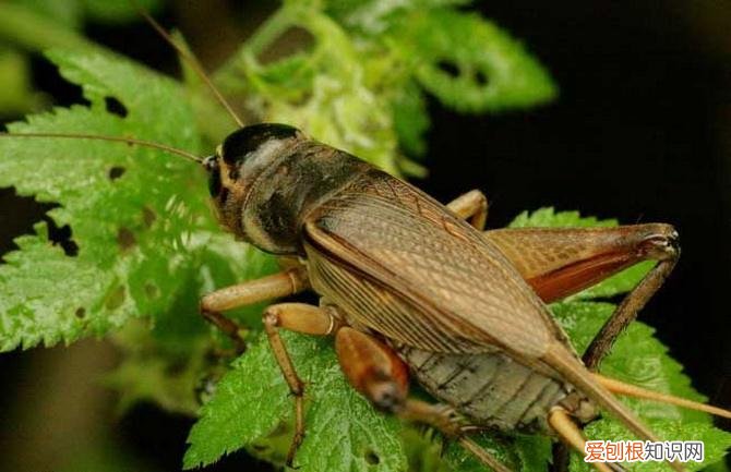 蟋蟀吃什么？一般都是以嫩芽嫩叶及根为食
