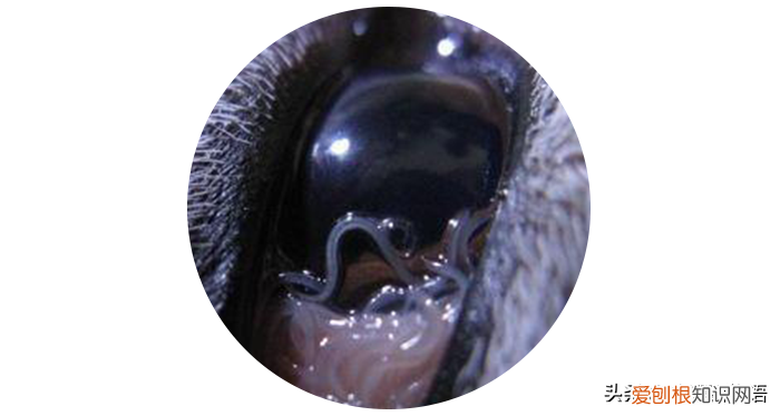 眼线虫会传染人吗？家里有狗狗的都要小心了