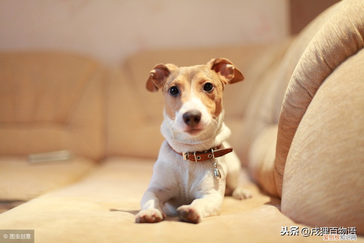 眼线虫会传染人吗？家里有狗狗的都要小心了