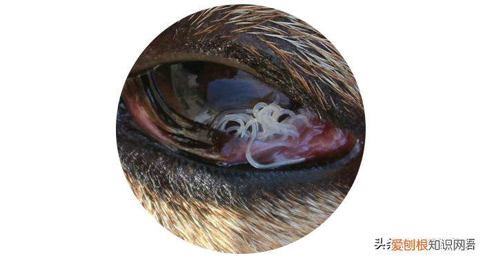 眼线虫会传染人吗？家里有狗狗的都要小心了