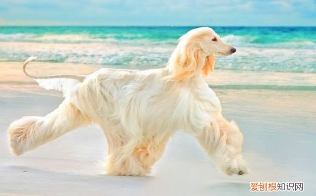 阿拉斯加犬多少钱一只？一般在2000-5000元左右