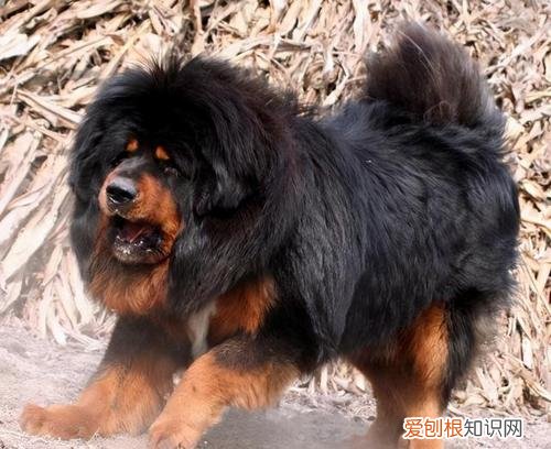 阿拉斯加犬多少钱一只？一般在2000-5000元左右