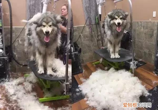 阿拉斯加犬多少钱一只？一般在2000-5000元左右