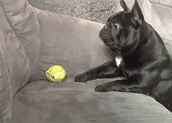 阿拉斯加犬多少钱一只？一般在2000-5000元左右