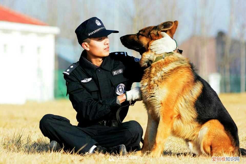 阿拉斯加犬多少钱一只？一般在2000-5000元左右