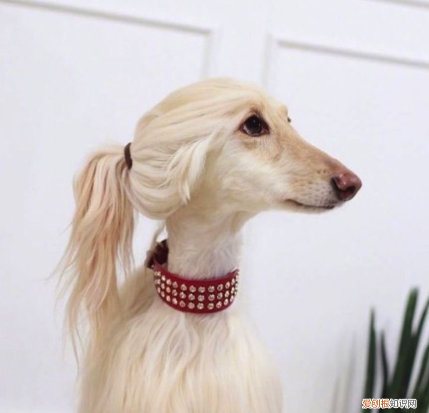 阿拉斯加犬多少钱一只？一般在2000-5000元左右