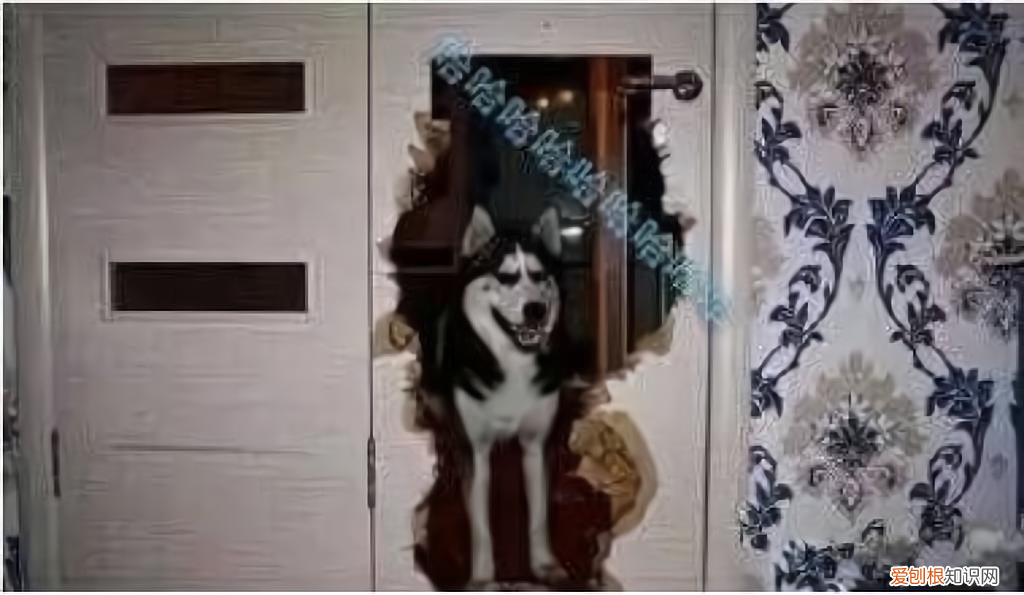 阿拉斯加犬多少钱一只？一般在2000-5000元左右