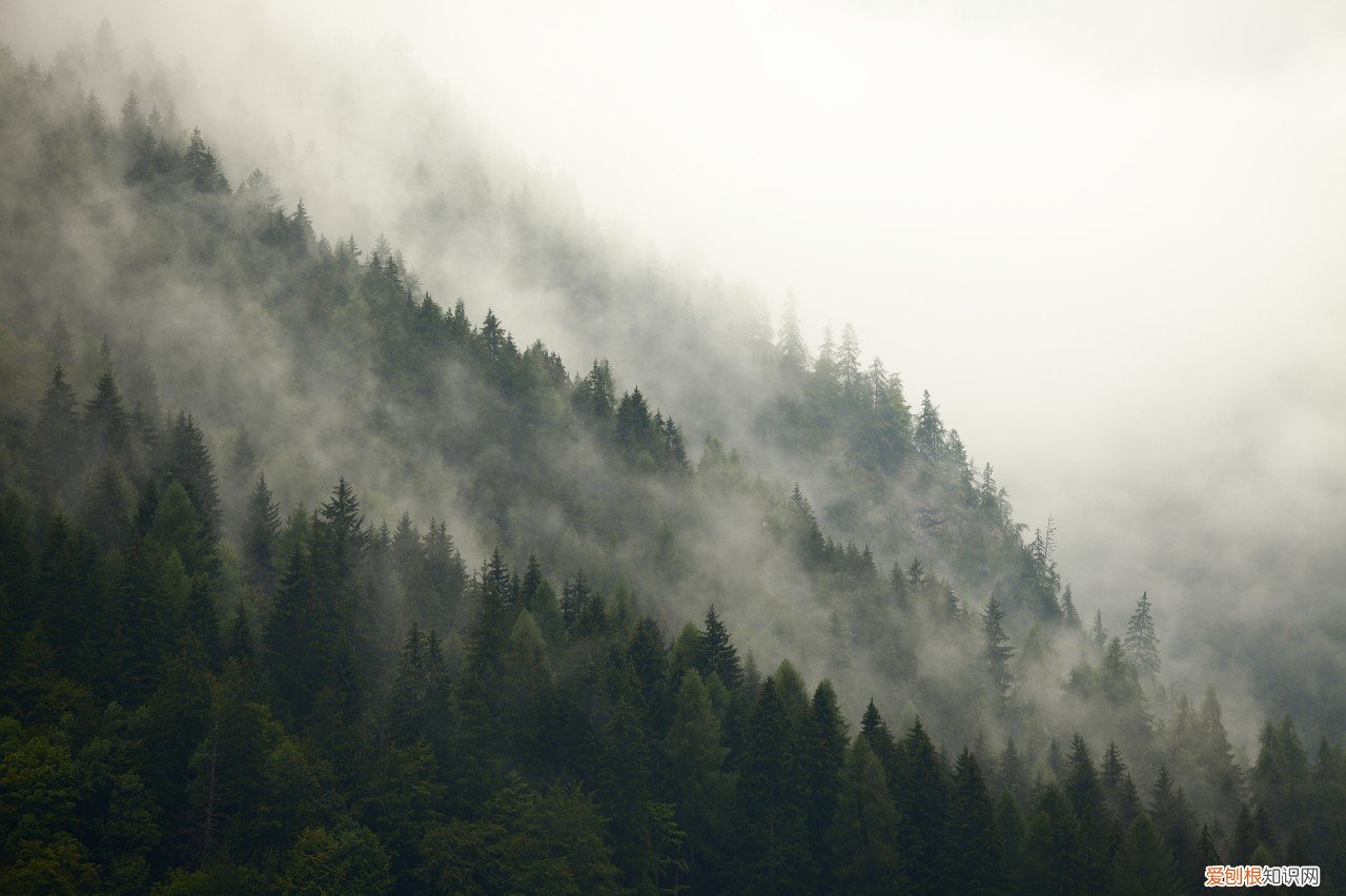 森林防火作文800字左右议论文 如何写森林防火作文