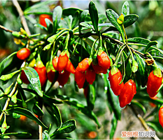 肾虚吃什么东西补得快？这5种补肾食物，比枸杞好百倍