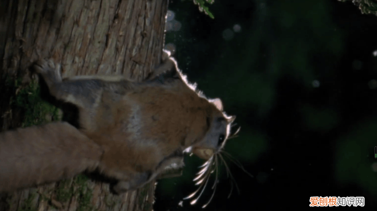 什么样的寒号鸟?寒号鸟长什么样?照片真实