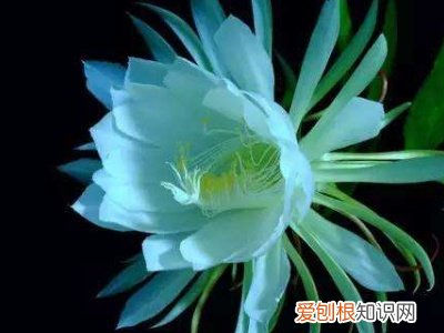 昙花的种植方法和注意事项 简要介绍了昙花的种植方法和注意事项