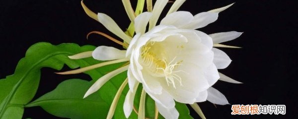 昙花的种植方法和注意事项 简要介绍了昙花的种植方法和注意事项