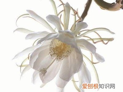 昙花的种植方法和注意事项 简要介绍了昙花的种植方法和注意事项