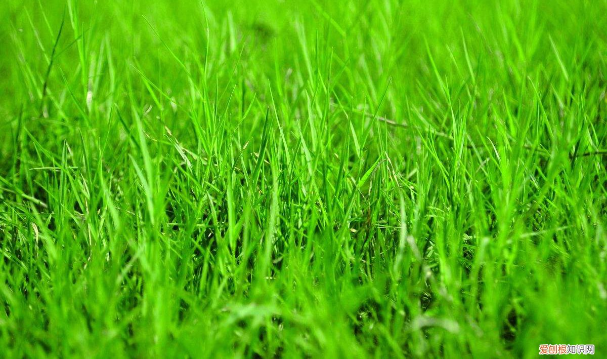 薅怎么读?薅读hāo,是去掉之意