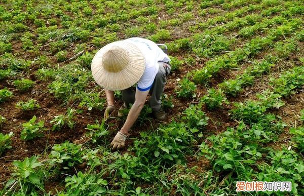 薅怎么读?薅读hāo,是去掉之意