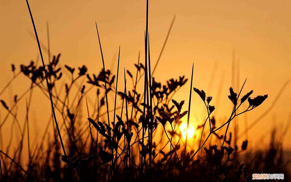 薅怎么读？薅读hāo，是去掉之意