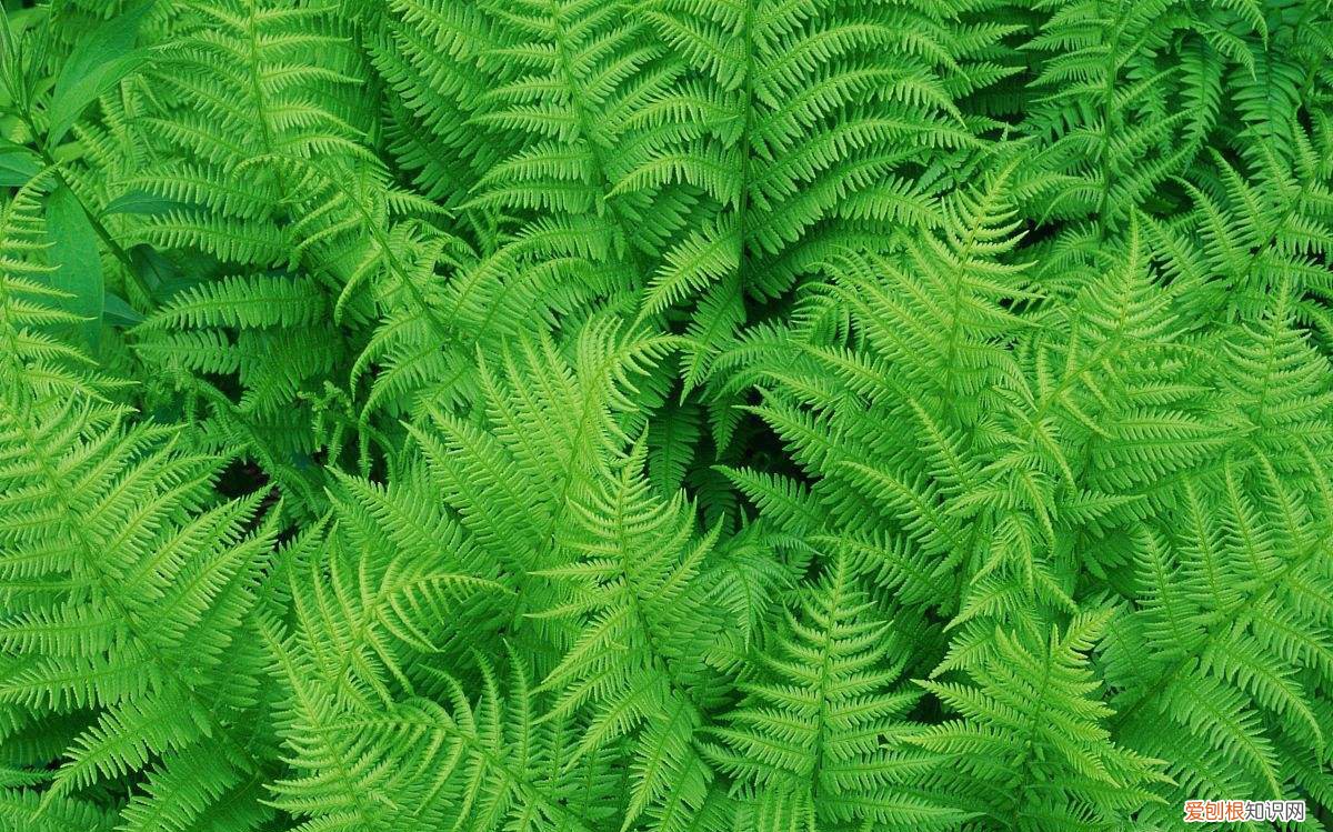 薅怎么读?薅读hāo,是去掉之意