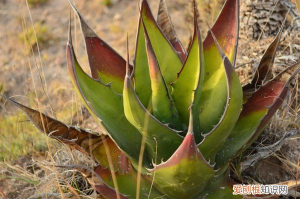 蚊子咬了怎么消肿止痒最快?这6个方法能缓解