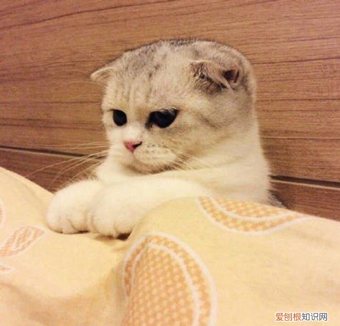 折耳蓝猫价格大概多少钱一只 一只蓝猫折耳猫大概要多少钱