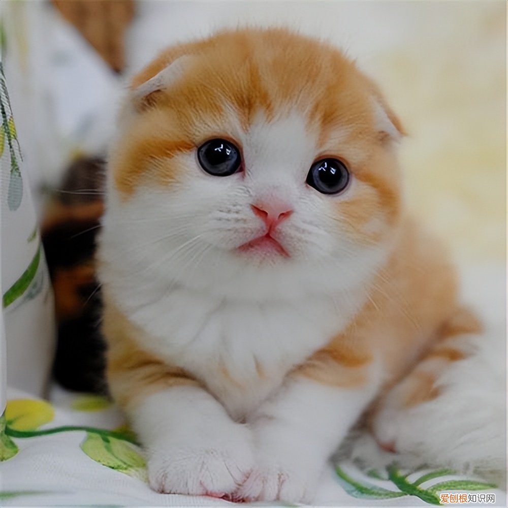 折耳蓝猫价格大概多少钱一只 一只蓝猫折耳猫大概要多少钱