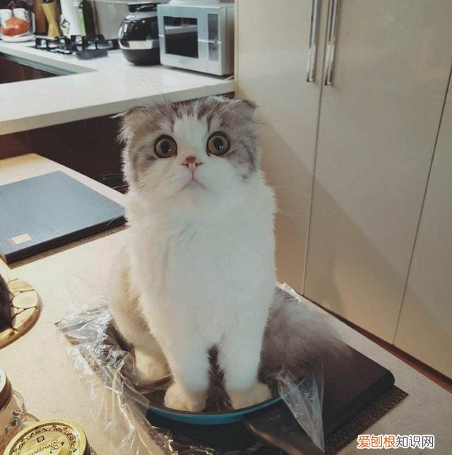 折耳蓝猫价格大概多少钱一只 一只蓝猫折耳猫大概要多少钱