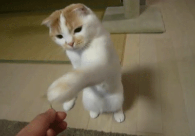 折耳蓝猫价格大概多少钱一只 一只蓝猫折耳猫大概要多少钱