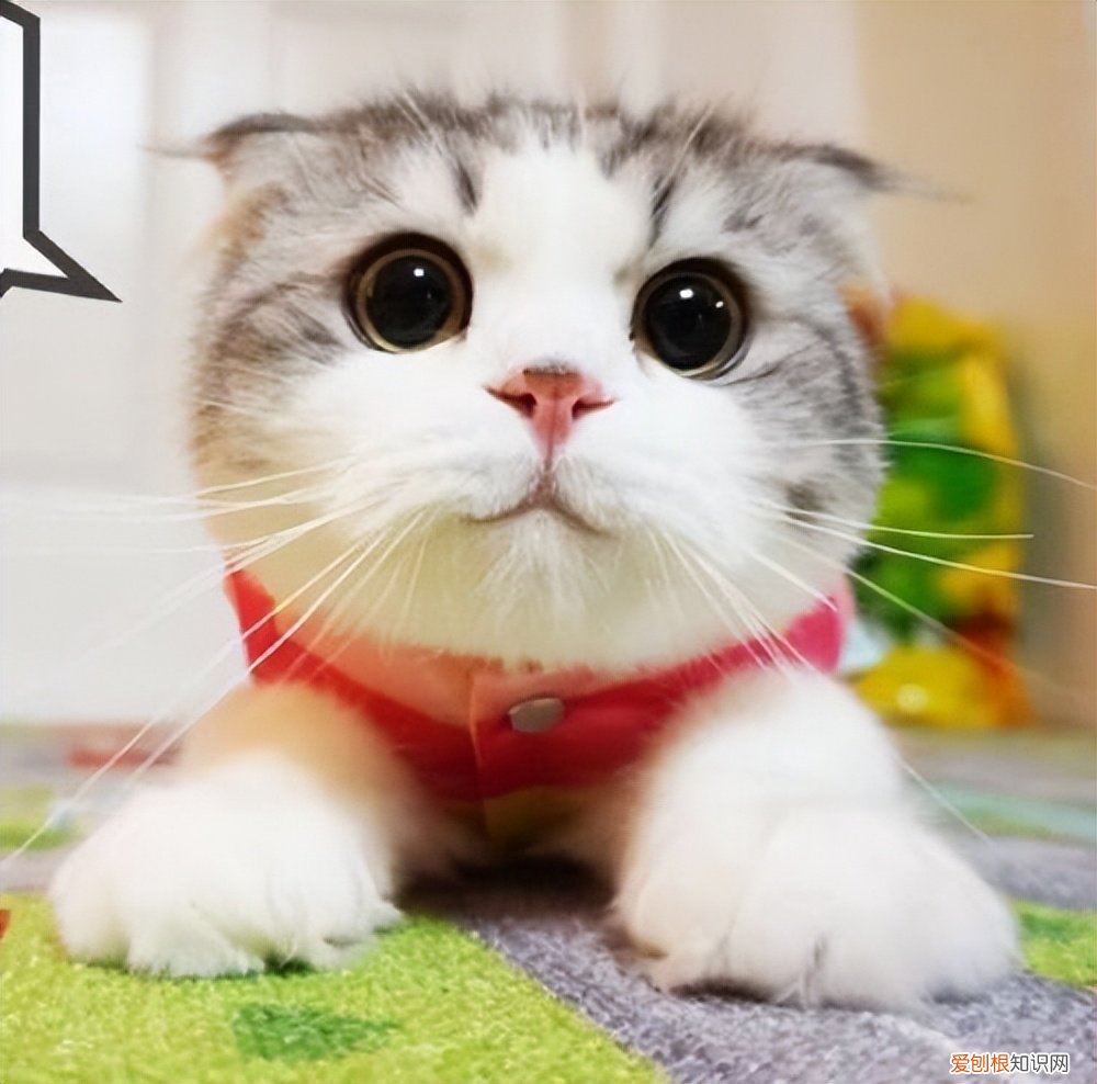 折耳蓝猫价格大概多少钱一只 一只蓝猫折耳猫大概要多少钱