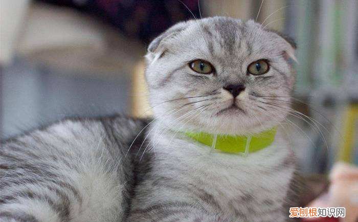 折耳蓝猫价格大概多少钱一只 一只蓝猫折耳猫大概要多少钱