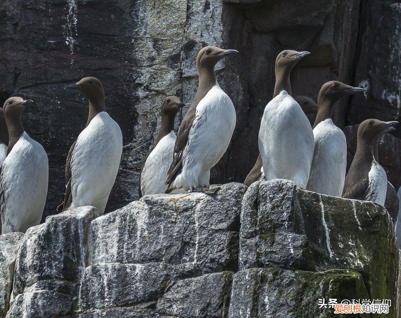 北极有企鹅吗?如果把企鹅运到北极会怎样