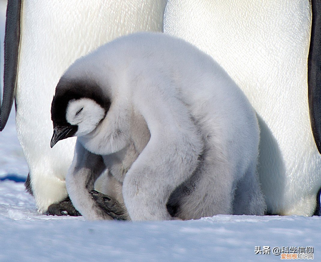 北极有企鹅吗?如果把企鹅运到北极会怎样