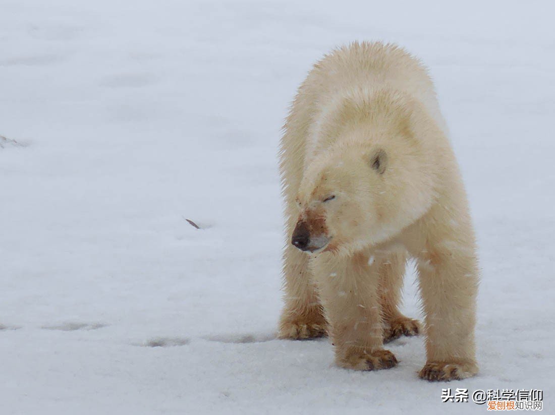 北极有企鹅吗?如果把企鹅运到北极会怎样