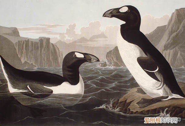 北极有企鹅吗?如果把企鹅运到北极会怎样