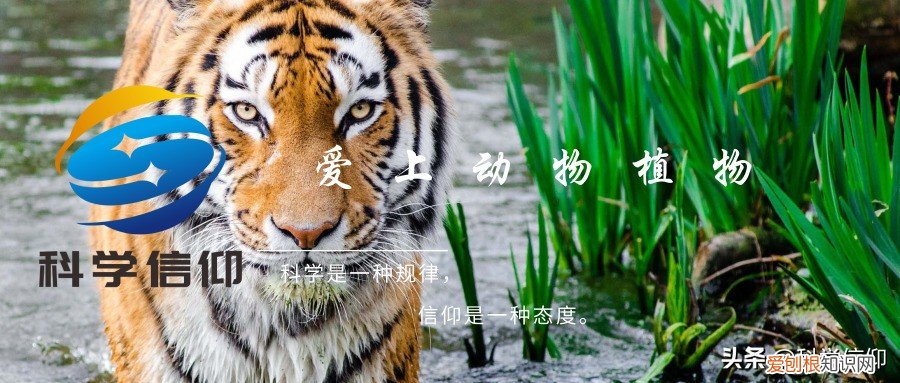 北极有企鹅吗?如果把企鹅运到北极会怎样